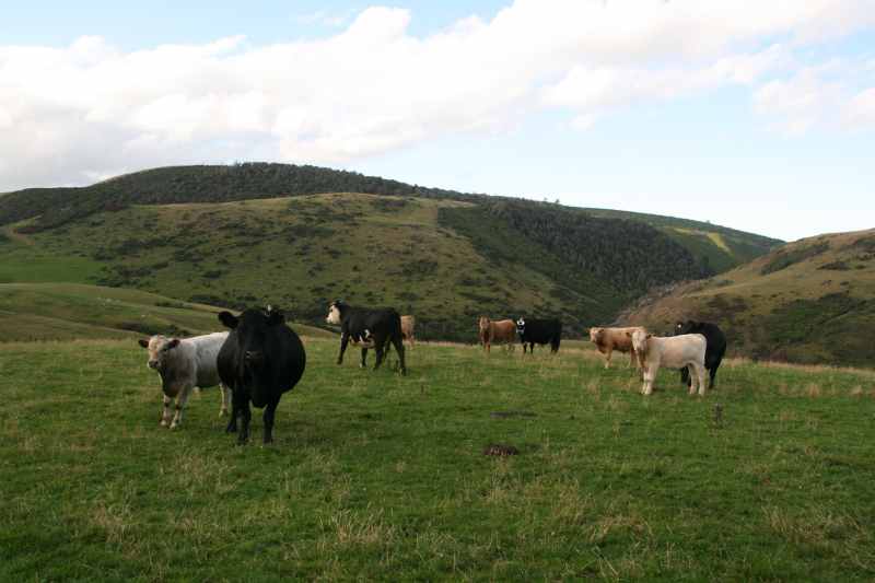 Nieuw-Zeeland 2011 - 1872
